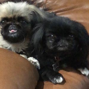 Meet your Posher, Carol